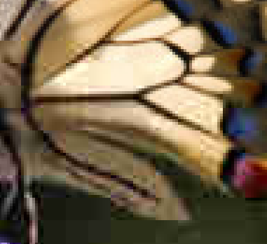 détail d'un papillon fortement compressé par JPEG